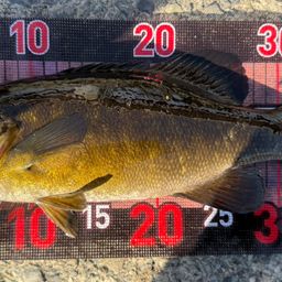 スモールマウスバス