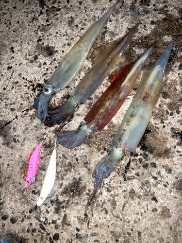 ヤリイカの釣果