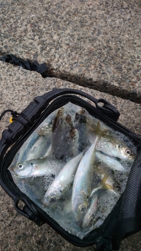 内浦湾（鴨川）