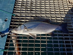 ヒラスズキの釣果