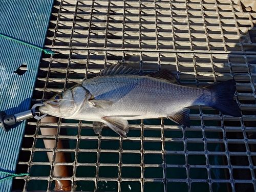 桜島海づり公園