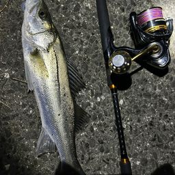 フッコ（マルスズキ）