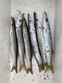 カマスの釣果