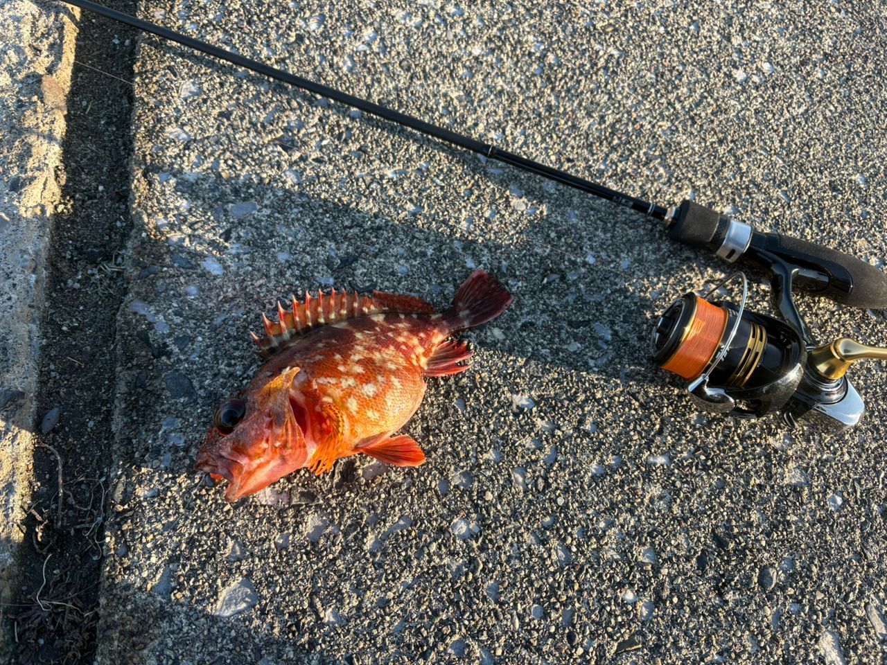 MajorCraft 23鯵道 1G-class AD1-S622Lの最安値・インプレ・釣果