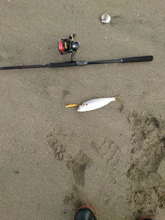 コノシロの釣果