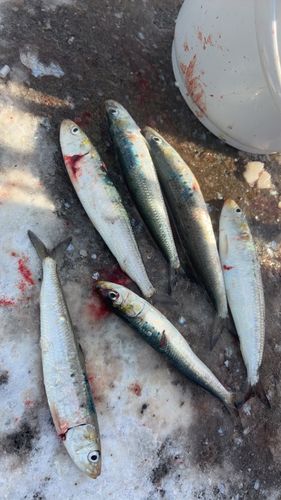 イワシの釣果