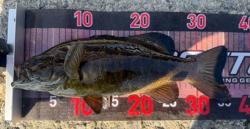 スモールマウスバスの釣果