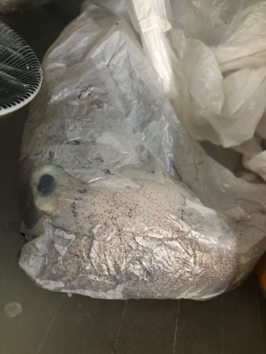 ヤリイカの釣果