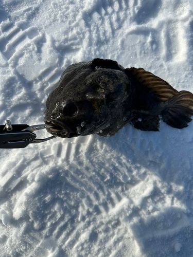 ホテイウオの釣果