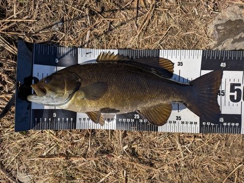 スモールマウスバスの釣果