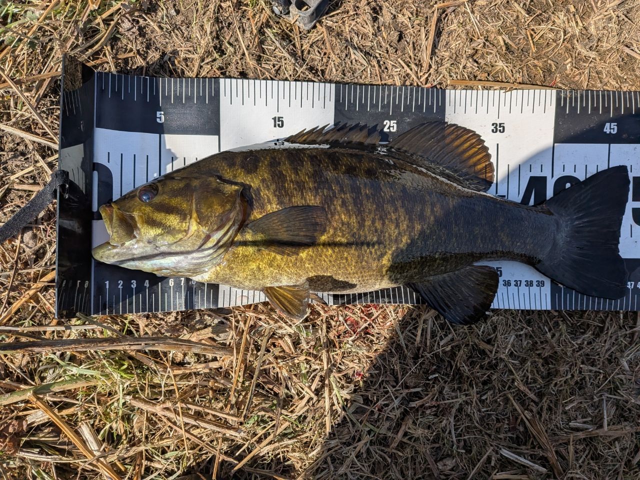 スモールマウスバス