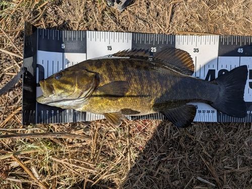 スモールマウスバスの釣果