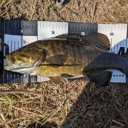 スモールマウスバス