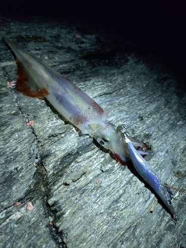 ケンサキイカの釣果
