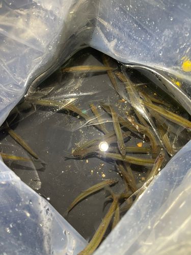 ワカサギの釣果