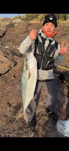 ヒラマサの釣果