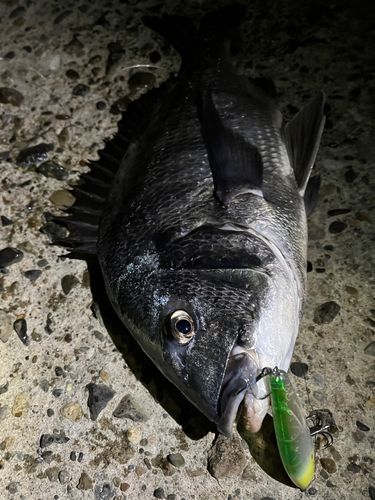 チヌの釣果