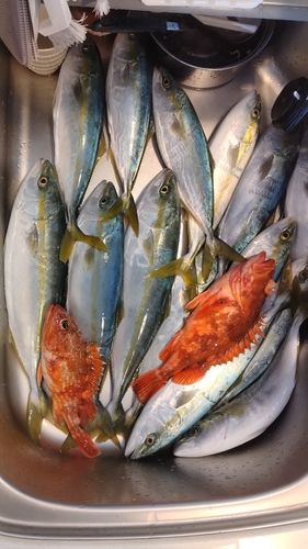 フクラギの釣果