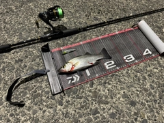 ヒラスズキの釣果