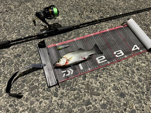 ヒラスズキの釣果