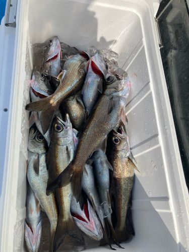 クロムツの釣果