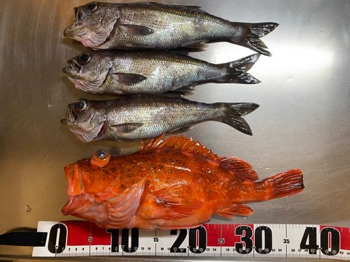 東京湾（アクアライン〜富津）