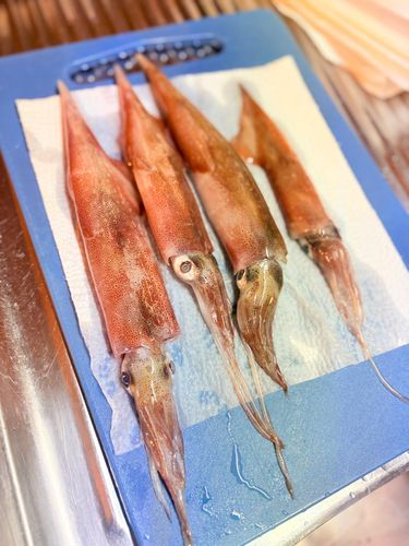 ササイカの釣果