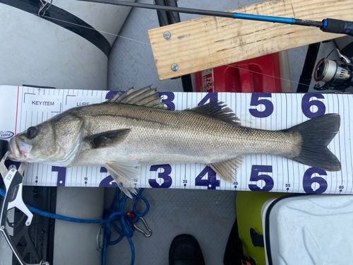 東京湾（アクアライン以北）