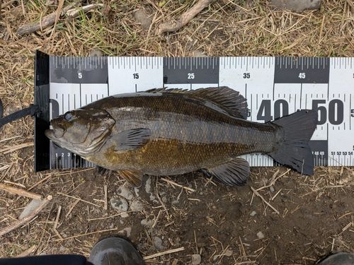 スモールマウスバスの釣果