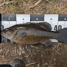 スモールマウスバス