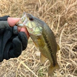 ラージマウスバス