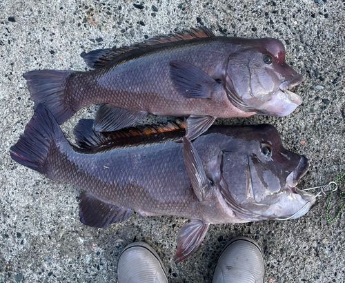 カンダイの釣果