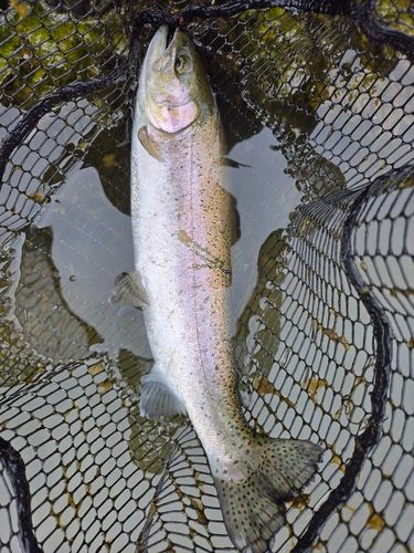 ベリーパーク in FISH ON! 王禅寺