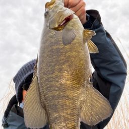 スモールマウスバス