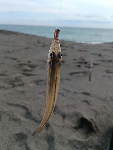 シロギスの釣果