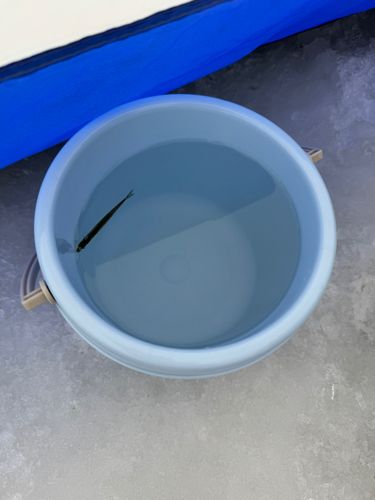 ワカサギの釣果