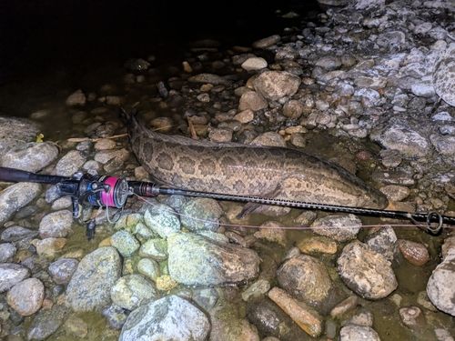 ライギョの釣果