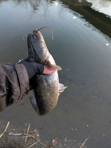 ナマズの釣果