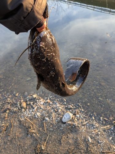 ナマズの釣果