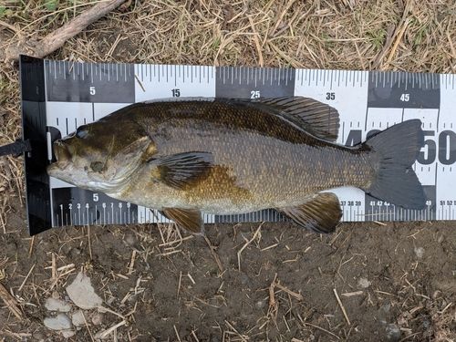 スモールマウスバスの釣果