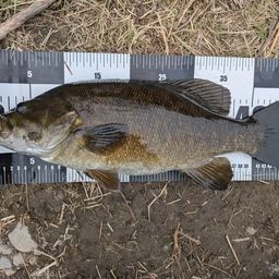 スモールマウスバス