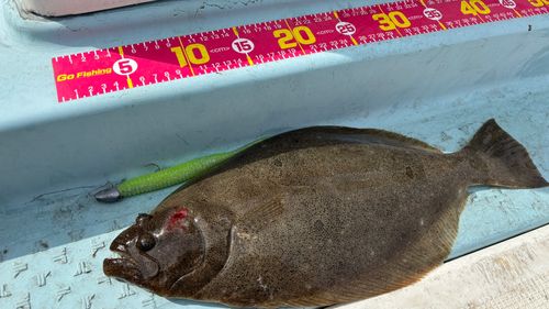 ヒラメの釣果