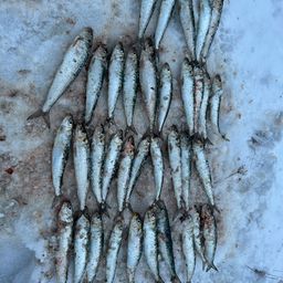 イワシ