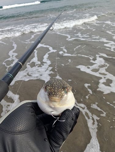 フグの釣果