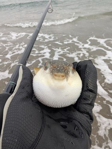 フグの釣果