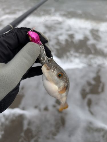 フグの釣果