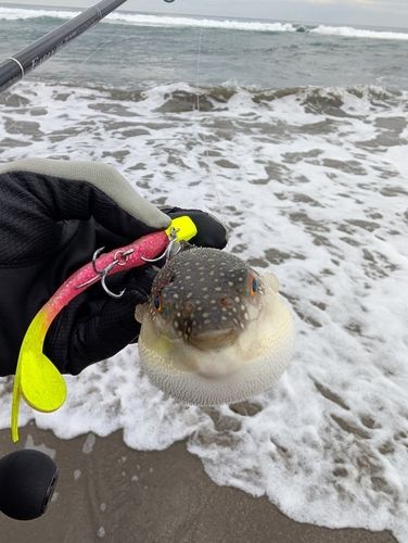 フグの釣果