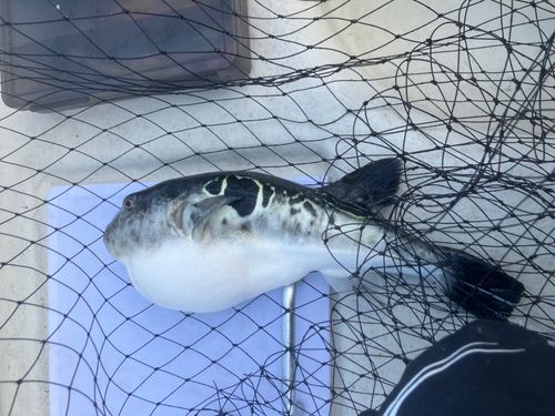 東京湾（富津〜金谷）