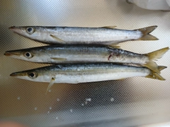 アカカマスの釣果