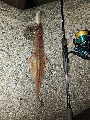 ヤリイカの釣果